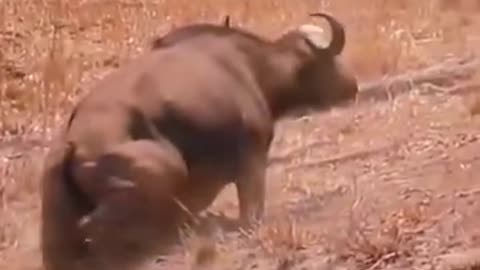 Wild life animal hunting