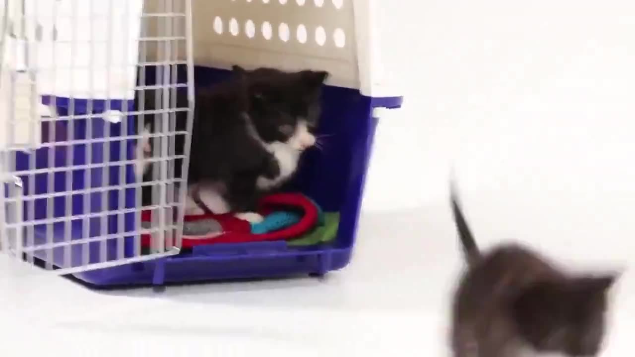 Puppies meeting kittens for the first time.. 😊