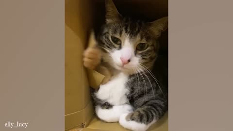 Funny CATs VIDEOS