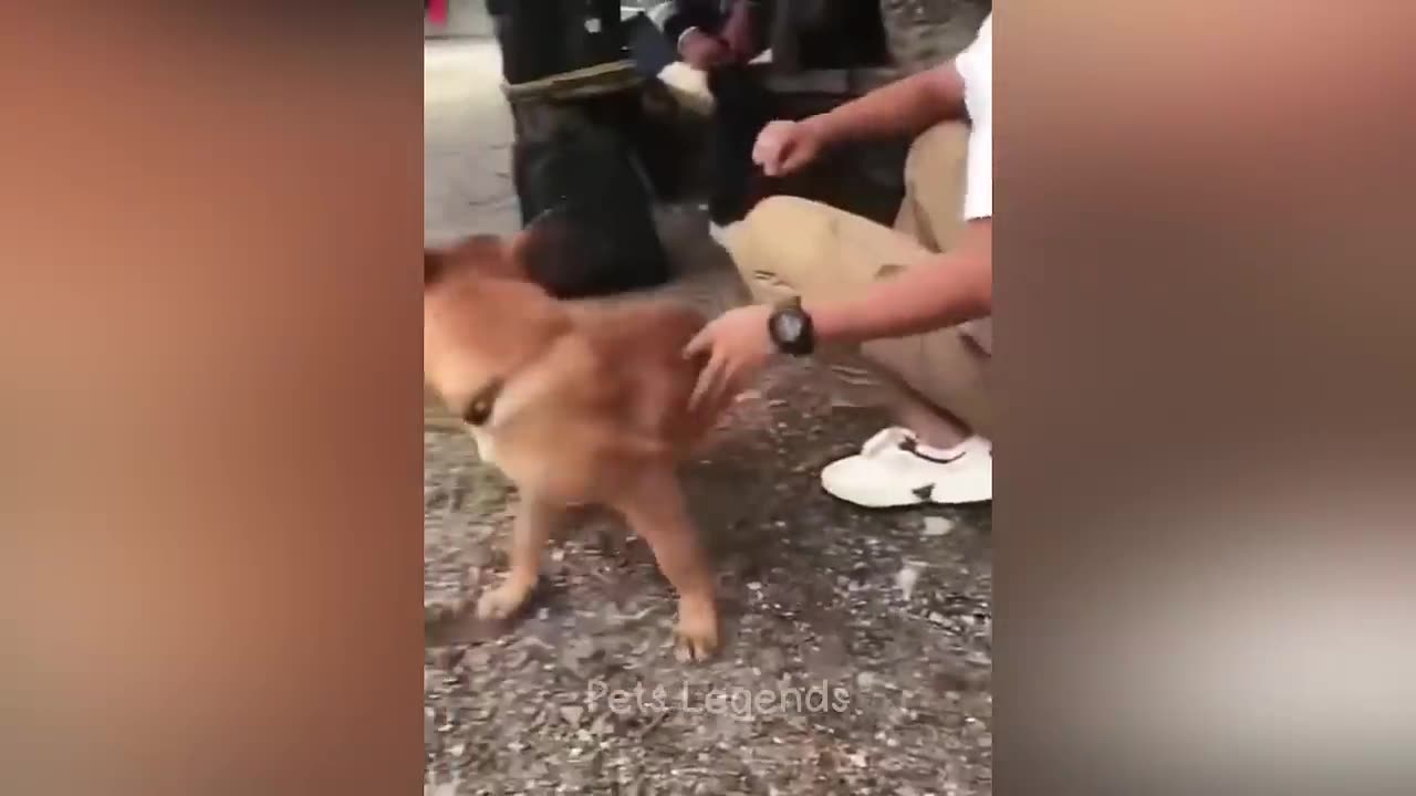 Cute and funny animals