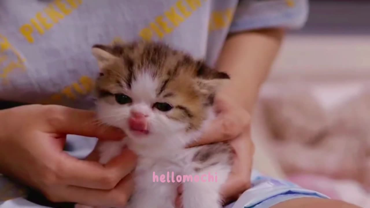 Adorable Cats in Action | Cutest Cat Video That Will Melt Your Heart in Seconds