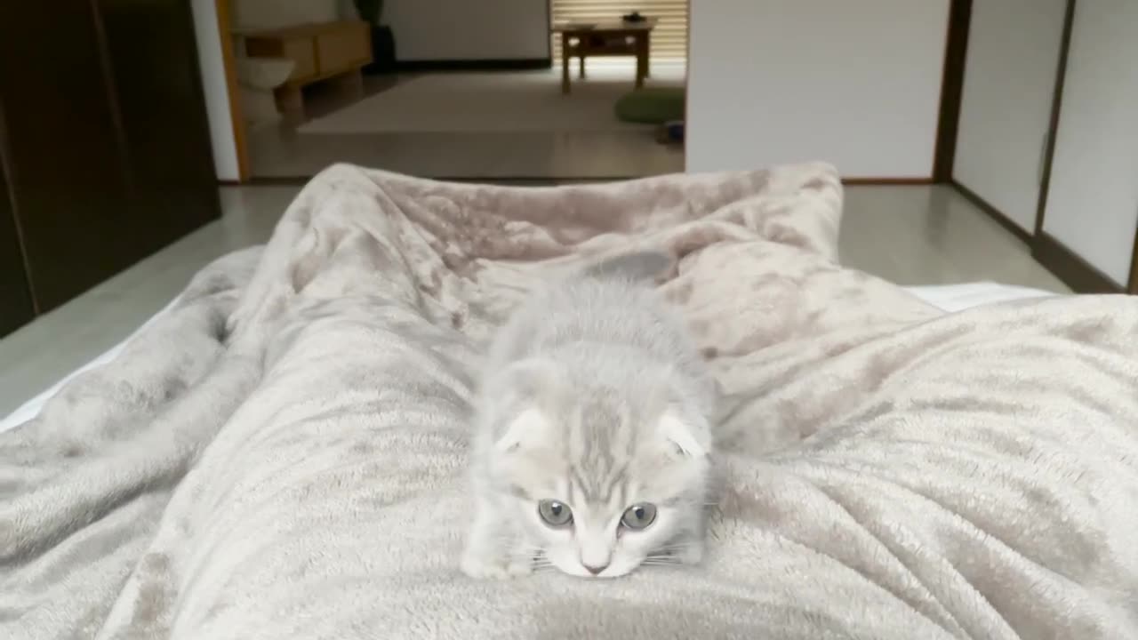 A kitten who came to wake up his owner who overslept was so cute