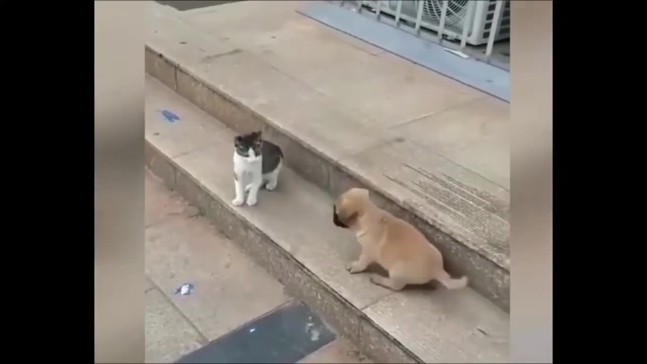 Cat teaches her Dog how to say Yes