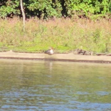 Mohawk River Little Falls NY Ducks