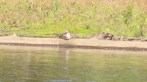 Mohawk River Little Falls NY Ducks