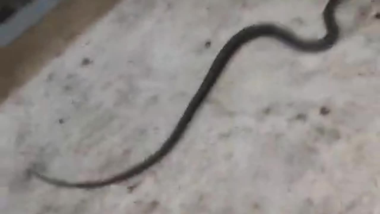 Snake found in boys hostel