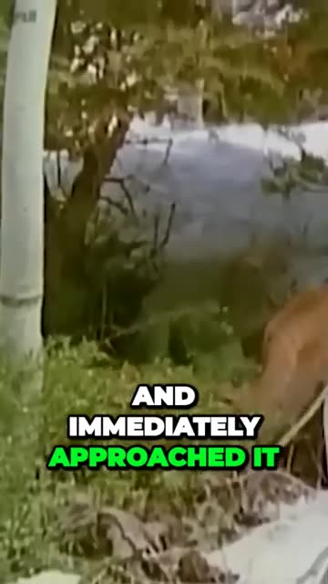 Bird vs Cows Cougar vs Lynx Uncovering Wild Animal Feuds #shorts