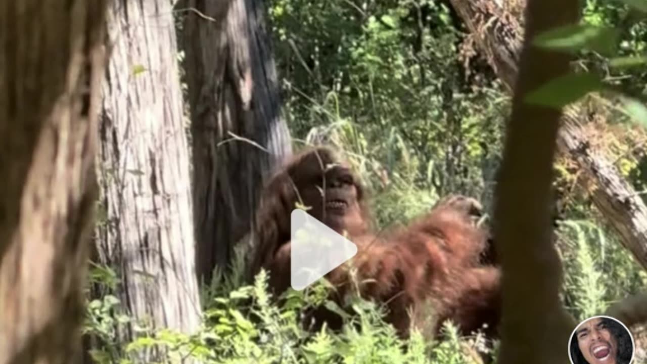 Bigfoot Captured in Parallel Forest in Lawton, Oklahoma