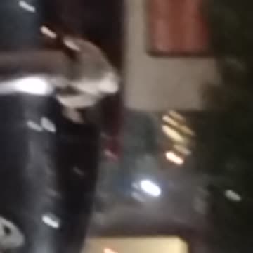 Noir Wolf The Style of Grace