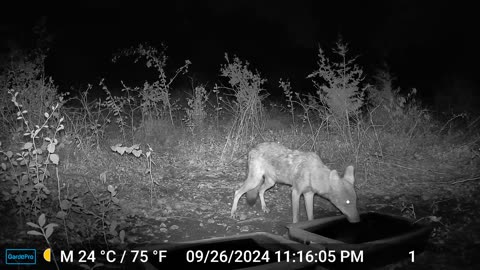 Coyote on Coyote Play-Attack