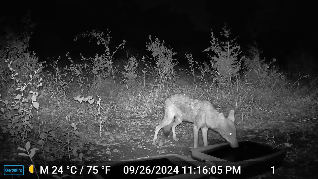 Coyote on Coyote Play-Attack