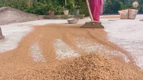 Daily Chores of Village Women During Paddy Season | Traditional Village Life CHHOTO COOK