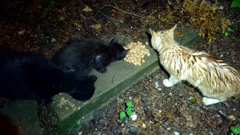 Stray Cat Finally Gives Its Heart to the Food Lady - Feeding Stray Cats