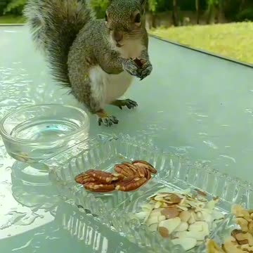 Cuteness overload 🐿️💖🐾/Mika The Squirrel