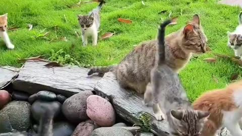 cat fountain