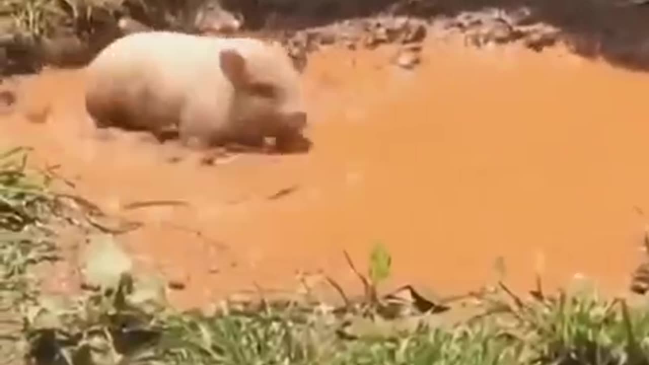 animal pig