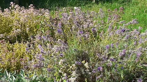 Bienen produzieren Honig - Blumenwiese 11.07. Gartenverein