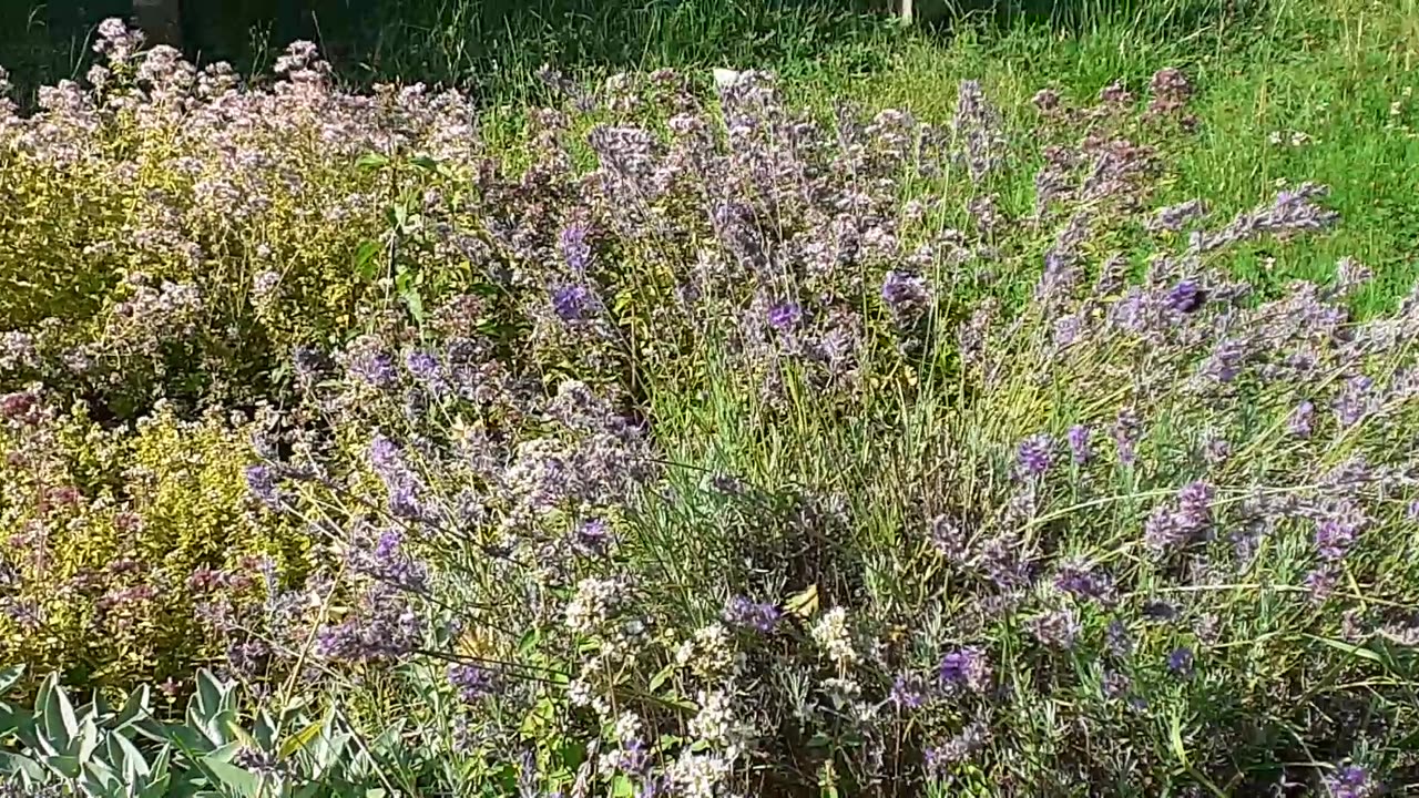 Bienen produzieren Honig - Blumenwiese 11.07. Gartenverein