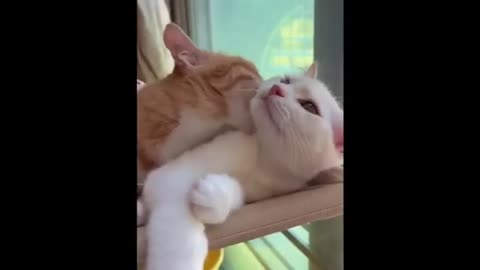 😂Funny cats😂