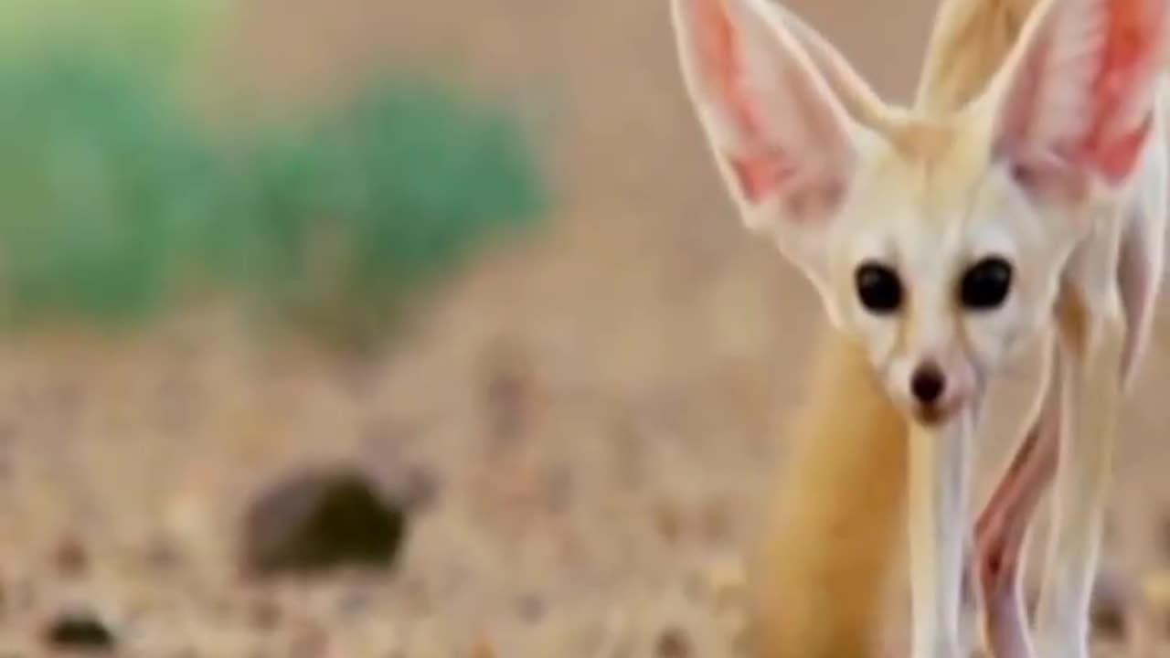 Wildlife