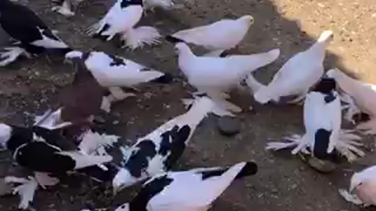 Beautiful bird trending video