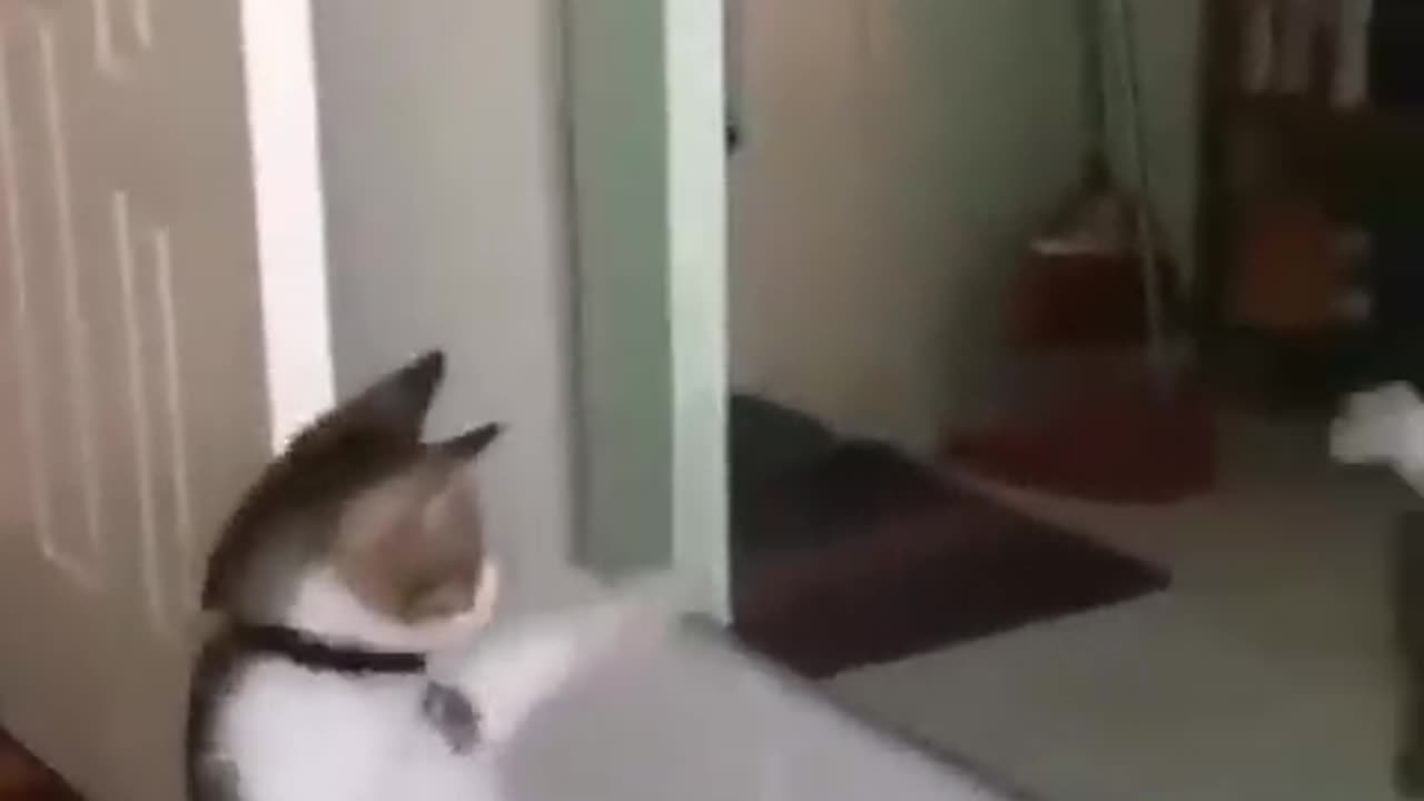 🙏❤🎉🎉🎉🎊🎊🎊️SWEET AND FUNNY ANIMALS SHOTS 🙏❤️❤️🎉🎉🎉🎊🎊🎊