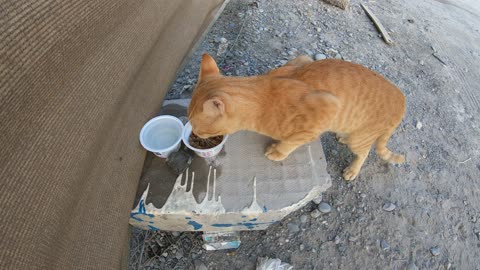 ED SHEERAN - Homeless cat in Ras Al Khaimah, UAE #cat #cats #EdSheeran #emirates #rak #ae #UAE #food