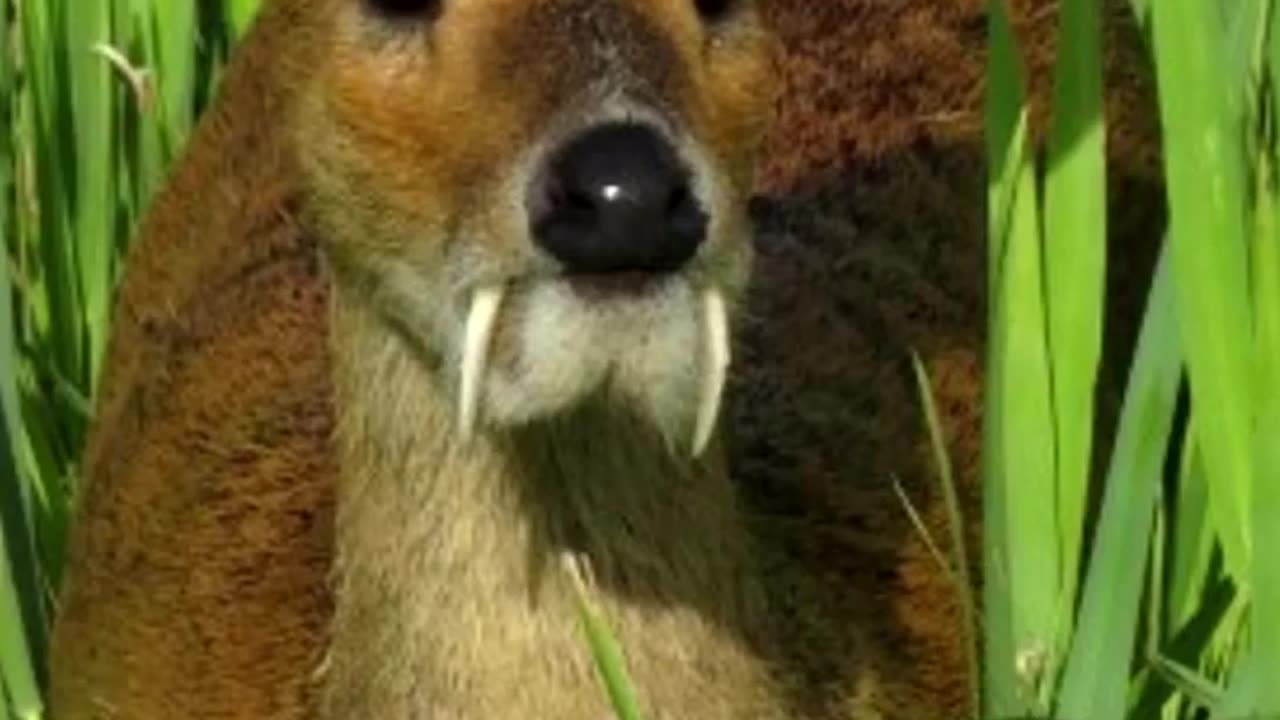 Wildlife