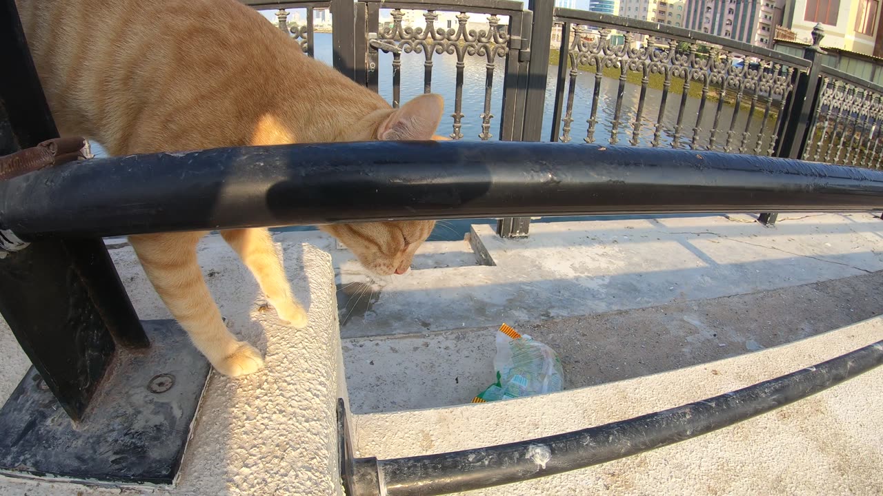 MICHAEL JACKSON & ED SHEERAN - Homeless cats in Ras Al Khaimah, UAE #cat #EdSheeran #MichaelJackson