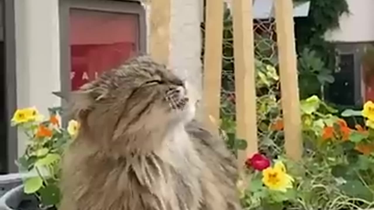 Cat Doing Cat Things