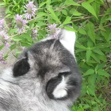 husky stops to smell the flowers