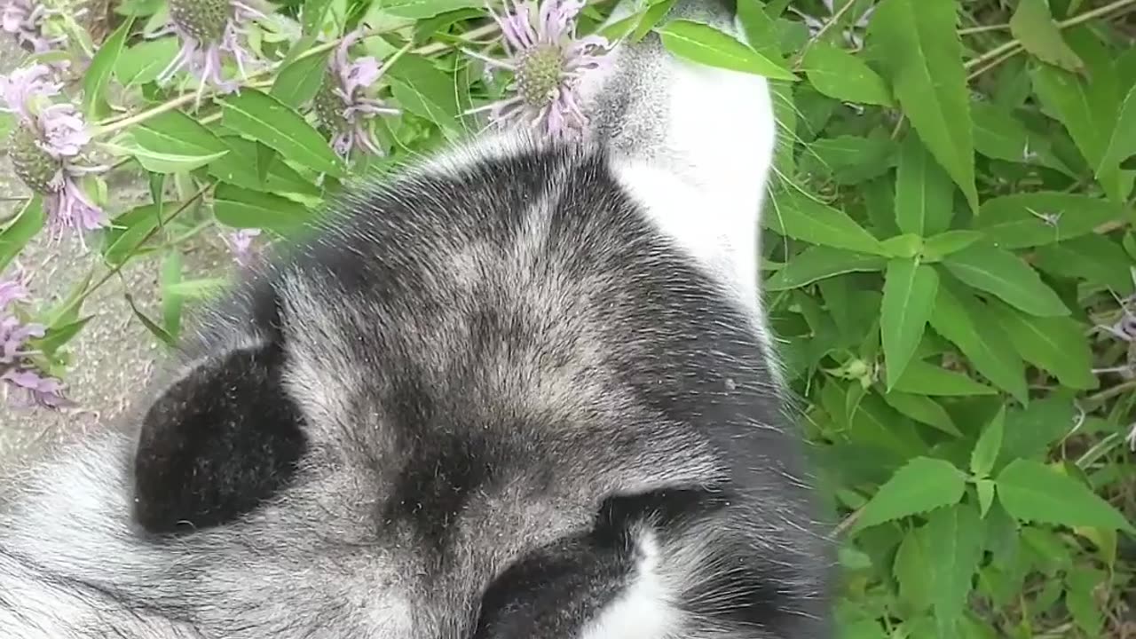 husky stops to smell the flowers