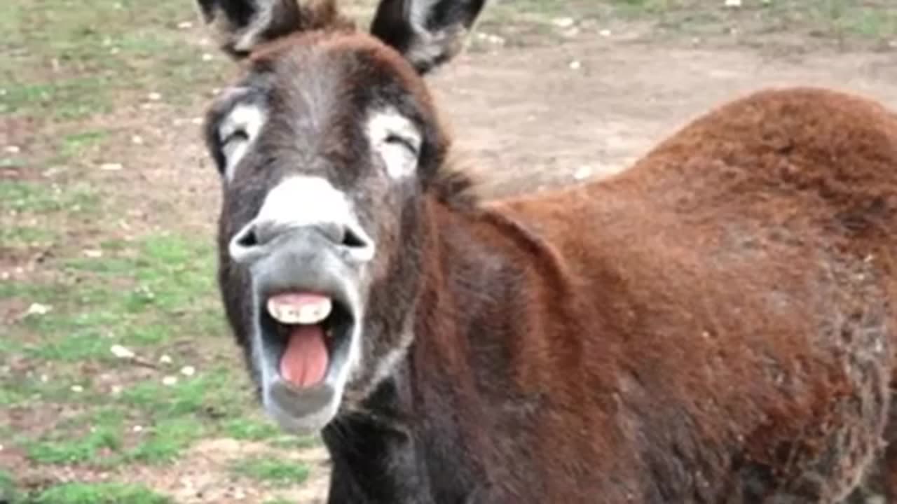 Funny Cute Donkeys To Make You LAUGH!