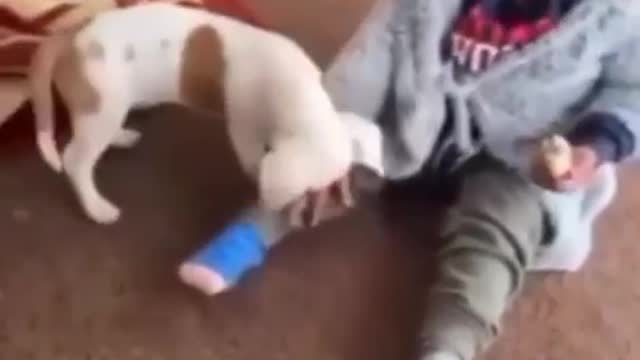 Cute boy fights with his dog taking revenge