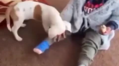 Cute boy fights with his dog taking revenge