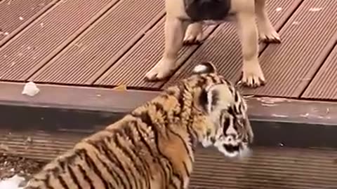 Man adopted a tiger❤️