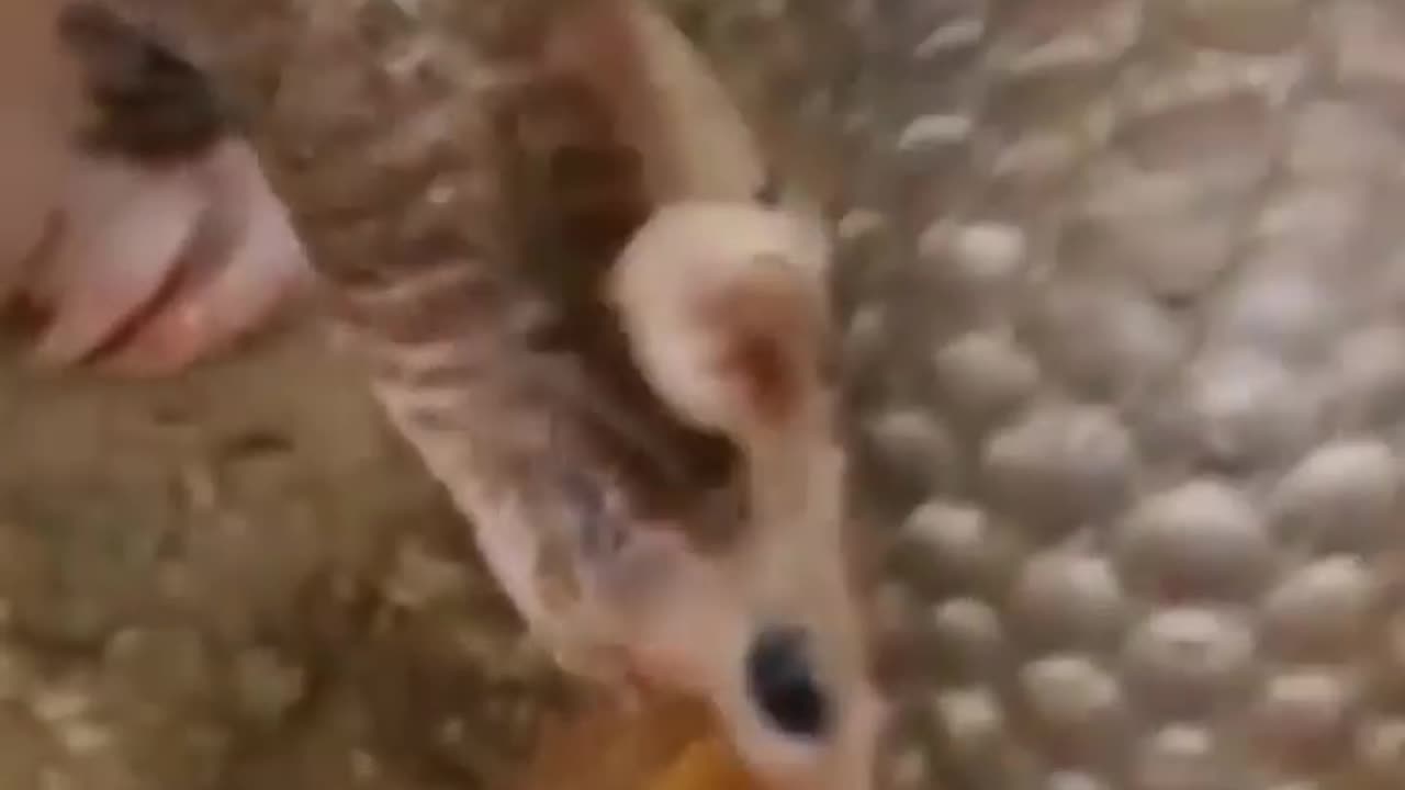 Wildlife