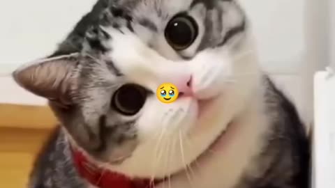 Cute And Funny Cat Moments 😁 | Fluffy Cats 🥰 | Adorable Cat Videos 😻💕