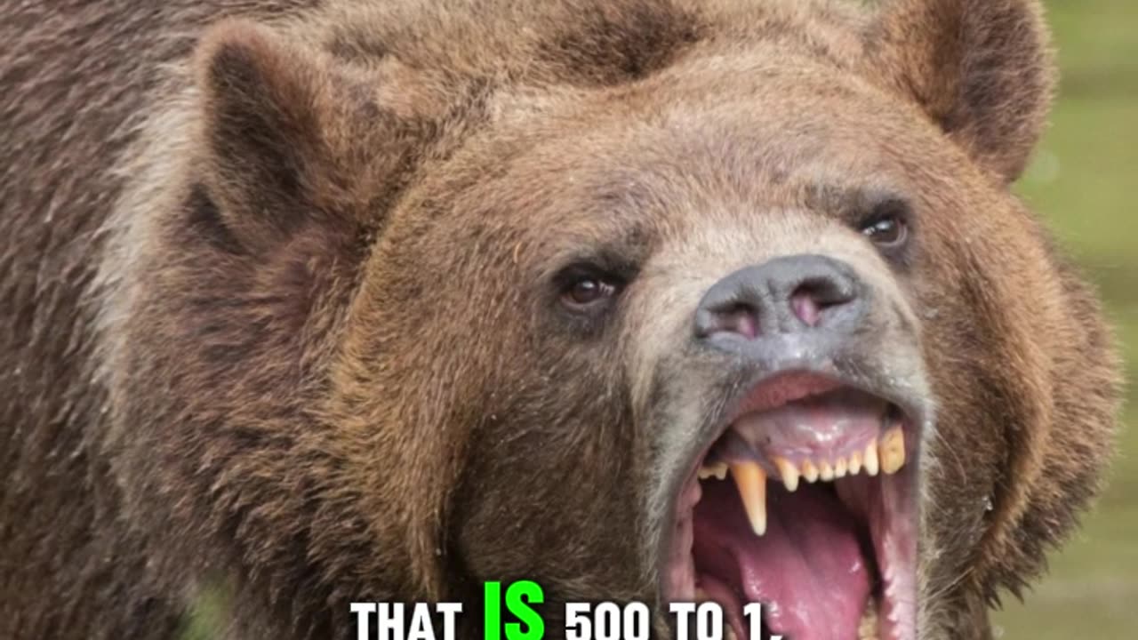 Wild Roar: Unveiling the Majesty and Danger of Grizzly Bears #animalfacts #animals #animalshorts