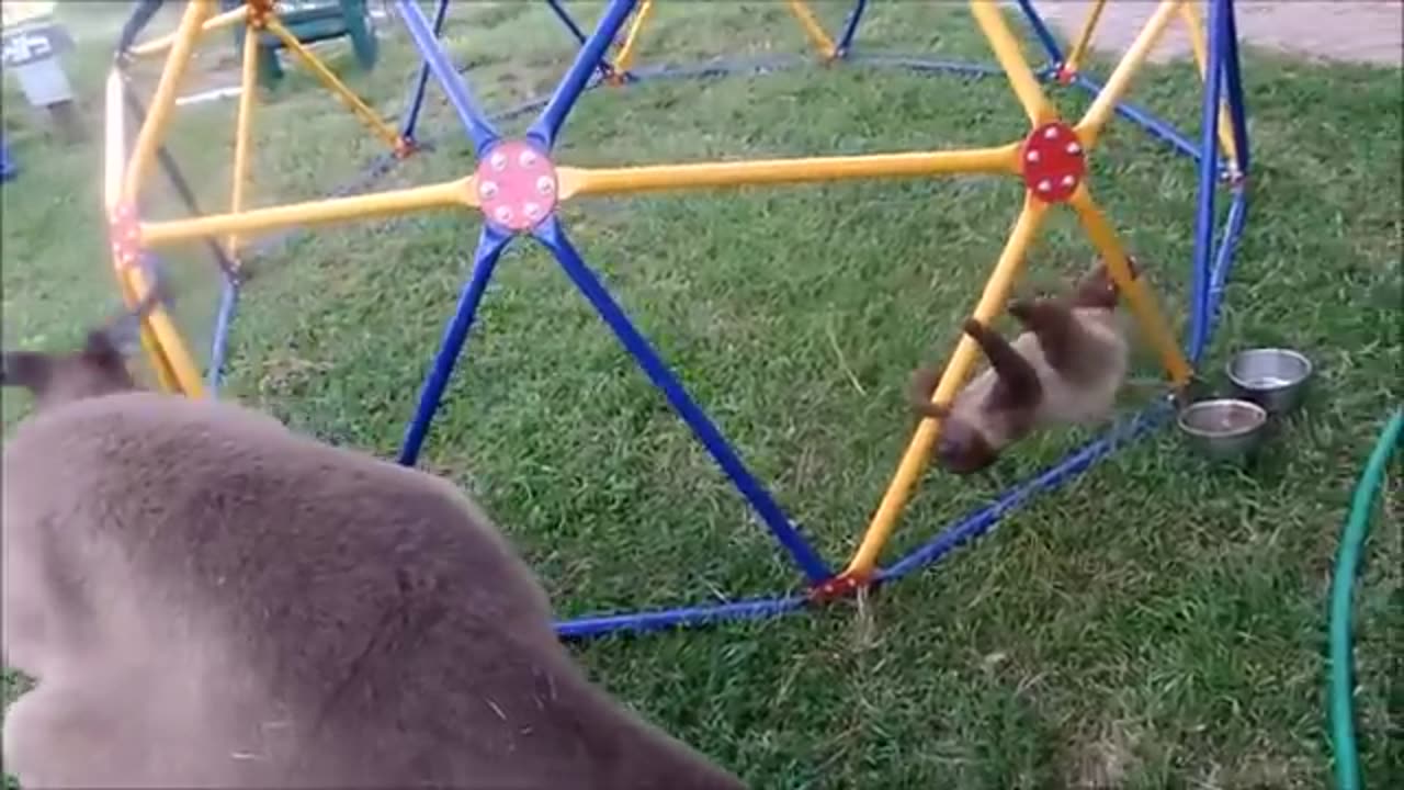 Baby Sloths Being Sloths - FUNNIEST Compilation