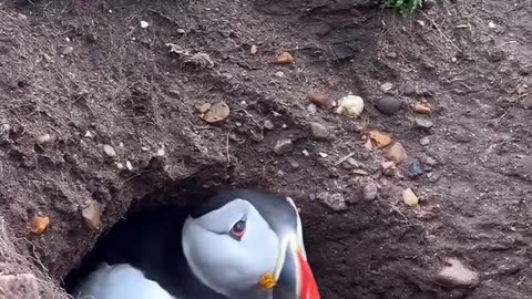 Puffin Season In Ireland 🇮🇪