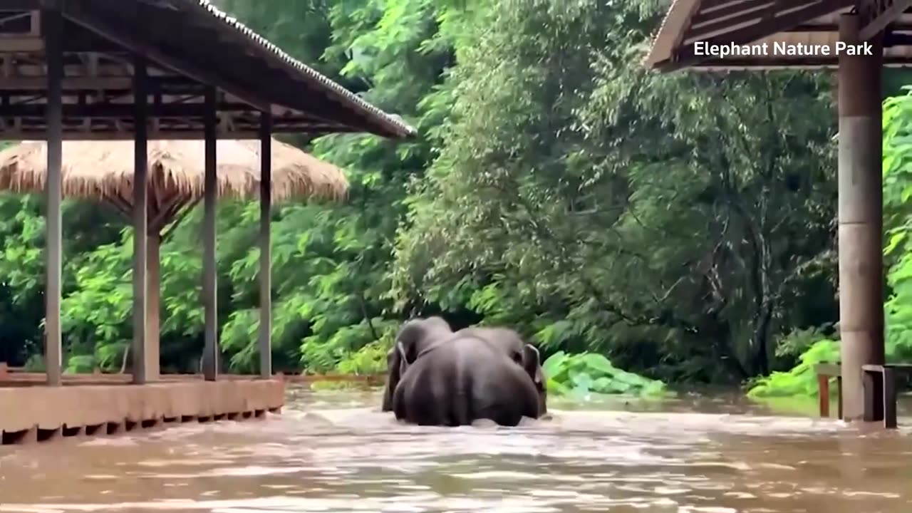 Thai sanctuary struggles to save elephants after flash flooding