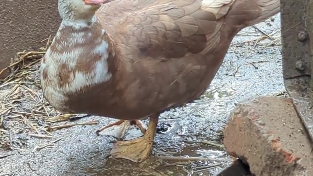 Muscovy duck