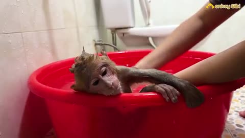 Super funny! Bibi discovered that the baby monkey pooped so he asked Mom to take a bath!