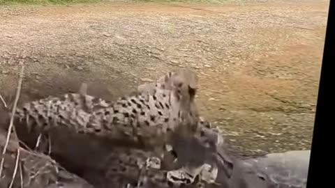 A lion was caught by a crocodile