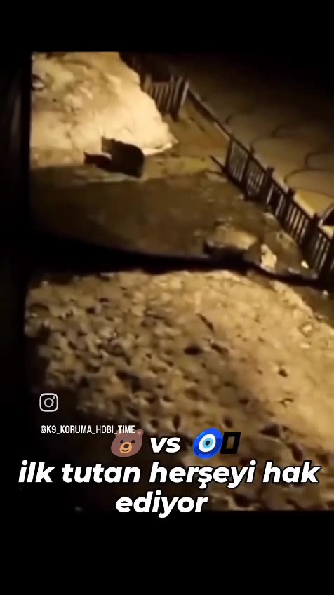 Real terror! 🐻😱 Crazy bear attack on two Turkish dogs! 🐕🐕 Do you dare to watch? 👀🔥