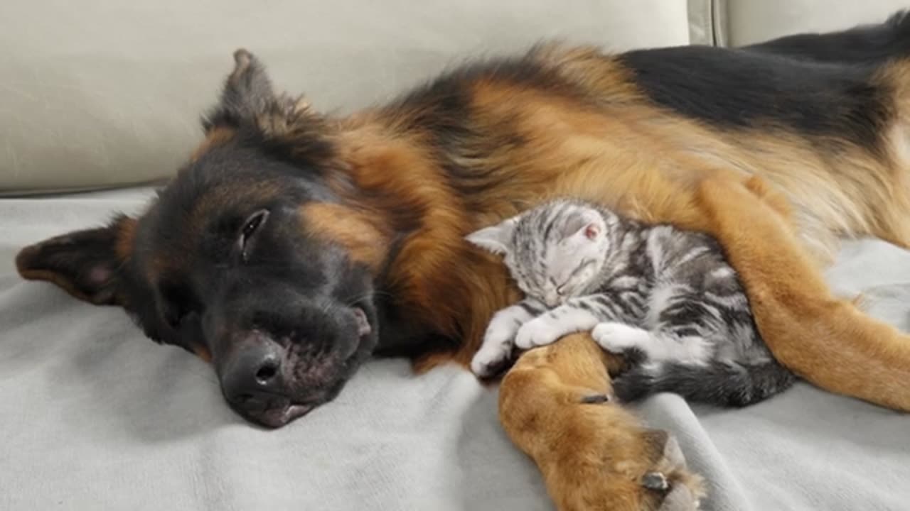 Foster Kitten Overcomes Fear Of German Shepherds