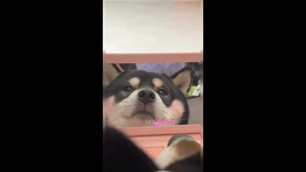 The dog is fascinated by itself.