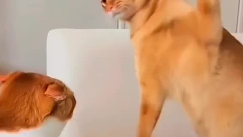 Cat vs dog most funny fight😂😂