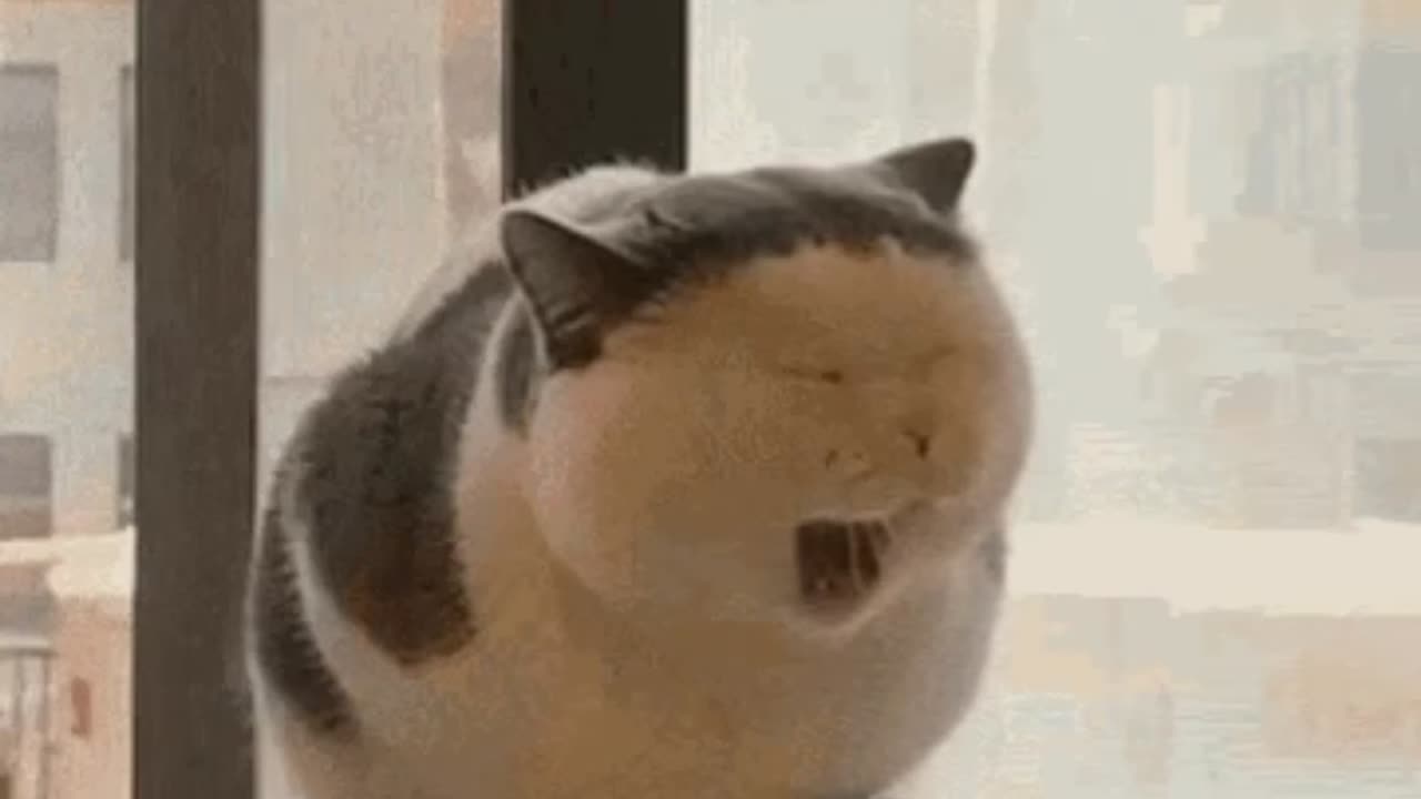 Cute Cat Gif